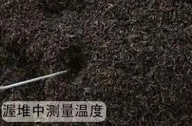 製茶專用糖心破解版在线观看