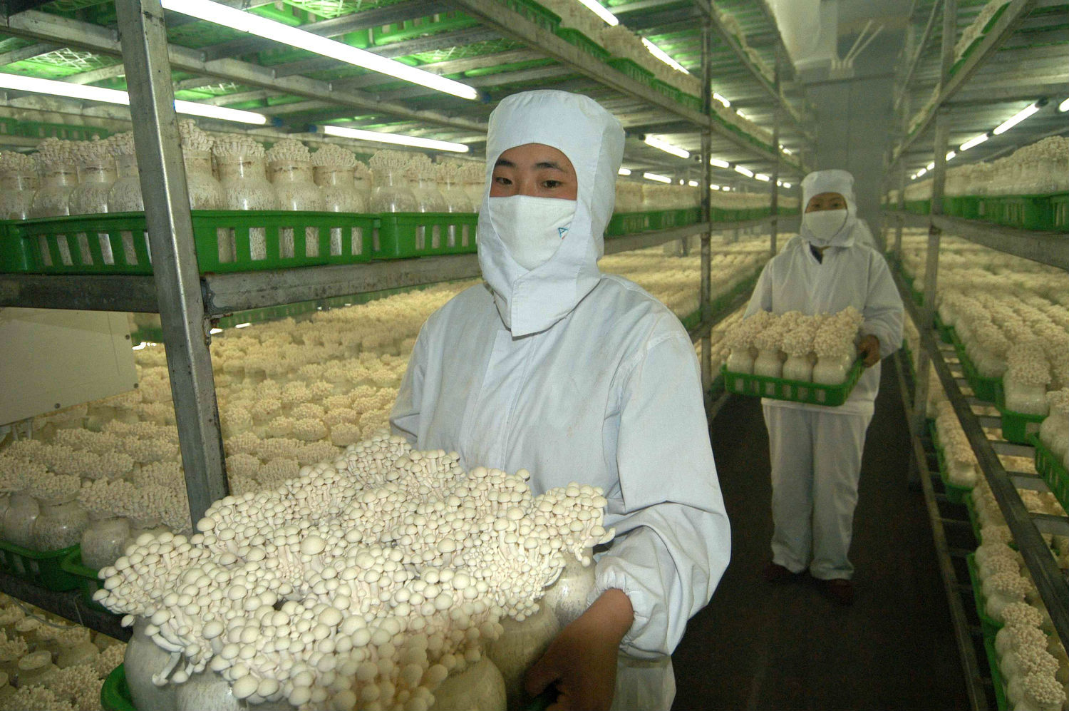 食用菌使用糖心破解版在线观看減少損耗