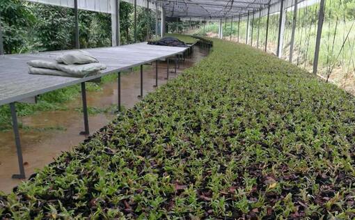 鐵皮石斛培養種植基地采購糖心VLOG免费版污電蒸汽發生器供培養基加溫消毒