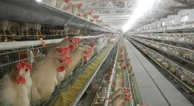 湖北省雞舍養殖蒸汽鍋爐投入使用，冬季傳染病全部走開！