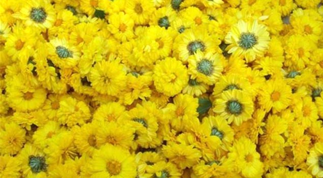 如何製出品質優良菊花茶？菊花烘幹蒸汽發生器滿足你