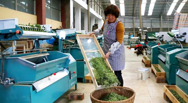 春茶貴如金，茶商如何在短時間內海量備貨？